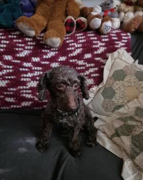 Emmy -  Poodle Dog for Adoption in Kutztown, Pennsylvania - Emmy | PetCurious