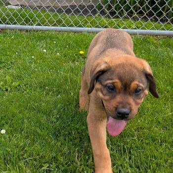 Mastiff and Shepherd Dogs Available for Adoption in Ravenna, Ohio - 190509 LOOKING FOR OWNER | PetCurious