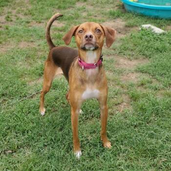 Buffy -  Mixed Breed Dog for Adoption in Fredericksburg, Virginia - Buffy | PetCurious