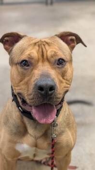 Edward Cullen -  Mixed Breed Dog for Adoption in Cincinnati, Ohio - Edward Cullen | PetCurious
