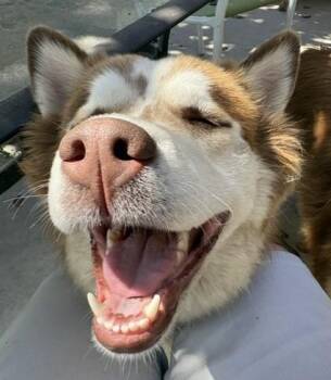 Honey -  Husky Dog for Adoption in Pasco, Washington - Honey | PetCurious