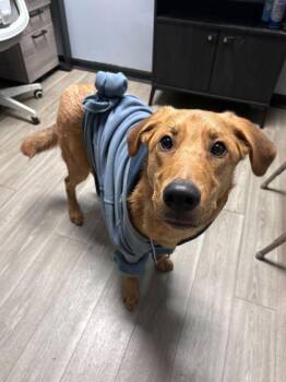 Retriever Dogs Available for Adoption - Gatsby | PetCurious