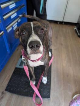 Maple -  Mountain Cur and Staffordshire Bull Terrier Dog for Adoption in Lakeland, Florida - Maple | PetCurious