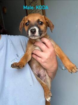 Koda -  Mixed Breed Dog for Adoption in Stephens City, Virginia - Koda | PetCurious