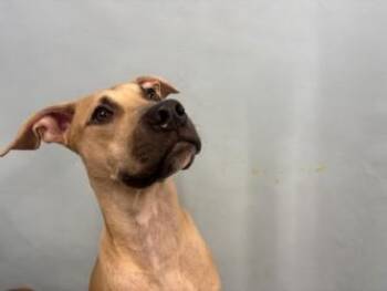 McConaughey -  Black Mouth Cur and Mixed Breed Dog for Adoption in Golden Valley, Minnesota - McConaughey | PetCurious