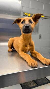 Black Mouth Cur Dogs Available for Adoption in Missouri City, Texas - Flip | PetCurious