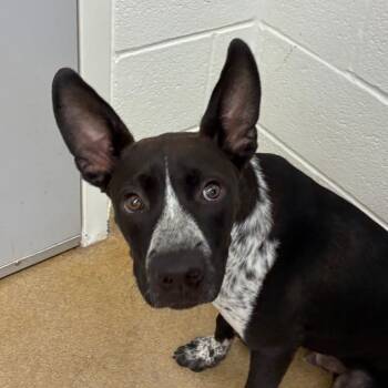 Rescue Terrier and Mixed Breed Dogs for Adoption in Corpus Christi, Texas - Grady | PetCurious