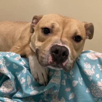 Pit Bull Terrier Dogs Available for Adoption - Rue | PetCurious