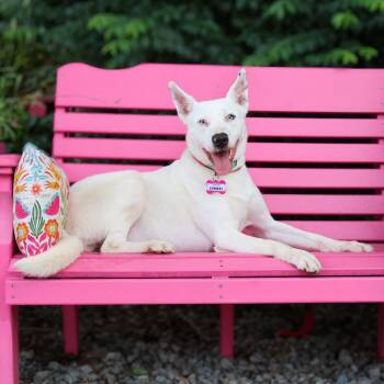 Everest -  Australian Cattle Dog Blue Heeler Dog for Adoption in Wake Forest, North Carolina - Everest | PetCurious