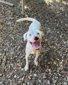 Rescue Pit Bull Terrier Dogs for Adoption in Brewster, New York - Wyatt The White Knight | PetCurious