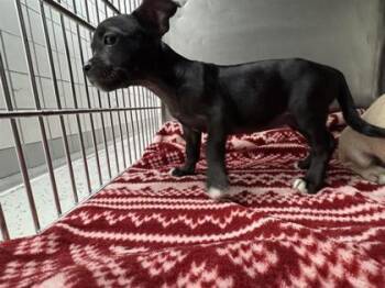 61804159 -  French Bulldog and Terrier Dog for Adoption in El Paso, Texas - 61804159 | PetCurious