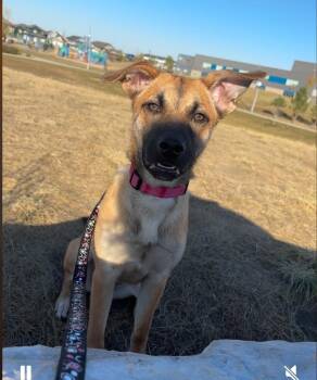 Rescue Mixed Breed Dogs for Adoption in Saskatoon, Saskatchewan - Luna | PetCurious