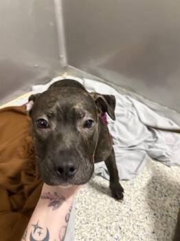 Cane Corso and Mixed Breed Dogs Available for Adoption in Brunswick, Georgia - JANET | PetCurious