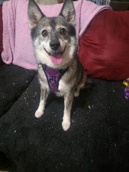 Maikoh -  Husky and Pomeranian Dog for Adoption in Holly Springs, North Carolina - Maikoh | PetCurious