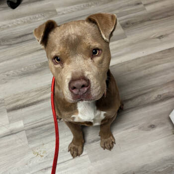 Rescue Terrier Dogs for Adoption in St. Louis, Missouri - Zeuser | PetCurious