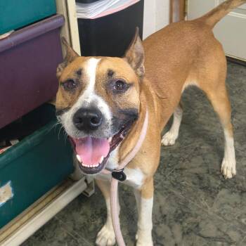 Benji -  Mixed Breed Dog for Adoption in Moses Lake, Washington - Benji | PetCurious