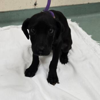 Rescue Mixed Breed Dogs for Adoption in Memphis, Tennessee - Antonia | PetCurious