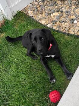 Ivy -  Mixed Breed Dog for Adoption in Sioux Falls, South Dakota - Ivy | PetCurious