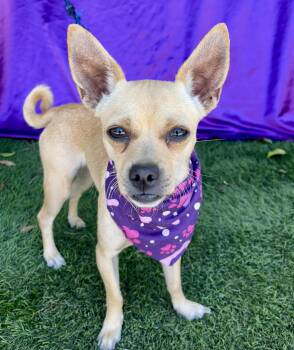 JESSIE -  Chihuahua Dog for Adoption in Rowland Heights, California - JESSIE | PetCurious