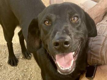 Blackberry -  Mixed Breed Dog for Adoption in Georgetown, Texas - Blackberry | PetCurious