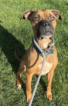 Boxer Dogs Available for Adoption in Dayton, Ohio - TOFFEE | PetCurious
