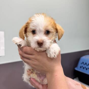 Molly Moo Cow -  Maltese Dog for Adoption in Chico, California - Molly Moo Cow | PetCurious