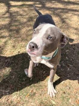 Pit Bull Terrier and Mixed Breed Dogs Available for Adoption - Tito | PetCurious