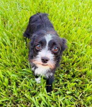 Oreo -  Pomeranian Dog for Adoption in Sugar Land, Texas - Oreo | PetCurious