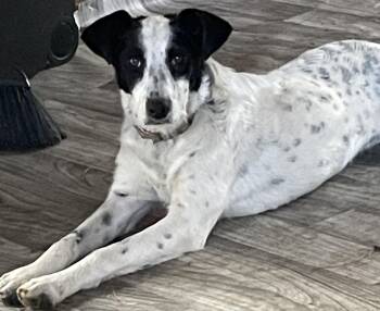 Schnauzer Dogs Available for Adoption - Dolly (FEE SPONSORED) | PetCurious