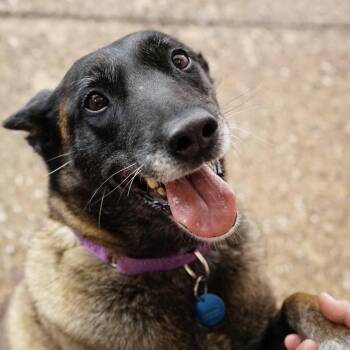 Bennie -  Belgian Shepherd Malinois Dog for Adoption in Pasadena, California - Bennie | PetCurious
