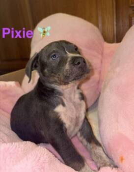 Pixie -  Pit Bull Terrier Dog for Adoption in Belleville, Michigan - Pixie | PetCurious