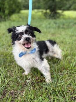 Jasper- Transport -  Papillon Dog Available for Adoption in Gradyville, Kentucky - Jasper- Transport | PetCurious