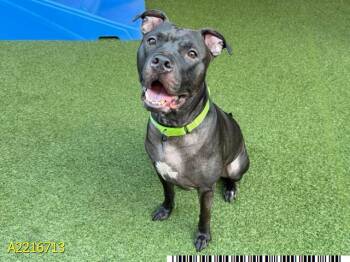 BULL -  Mixed Breed Dog for Adoption in West Palm Beach, Florida - BULL | PetCurious