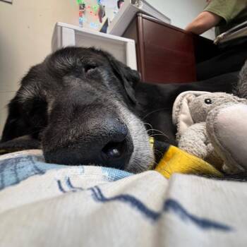 Mixed Breed Dogs Available for Adoption - Koda | PetCurious