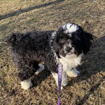 Poodle Dogs Available for Adoption - Oreo | PetCurious