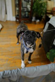 Mastiff Dogs Available for Adoption in London, Ontario - Noelle | PetCurious