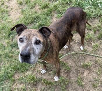 Terrier Dogs Available for Adoption in Lancaster, South Carolina - Jade | PetCurious