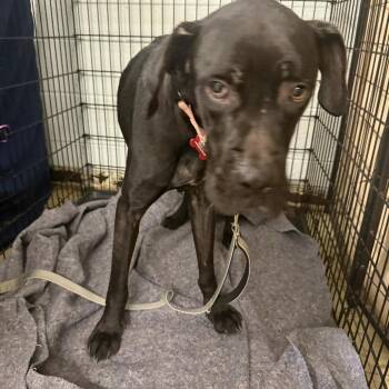 Dainty -  Cane Corso and Great Dane Dog for Adoption in East St. Louis, Illinois - Dainty | PetCurious