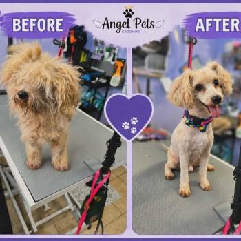 Moonpie -  Mixed Breed Dog for Adoption in East Hanover, New Jersey - Moonpie | PetCurious