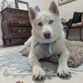 Nala -  Samoyed and Siberian Husky Dog for Adoption in San Rafael, California - Nala | PetCurious
