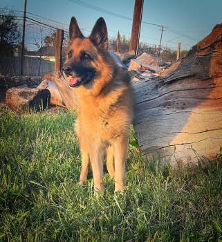 Rescue German Shepherd Dog Dogs for Adoption in Los Angeles, California - Puma | PetCurious