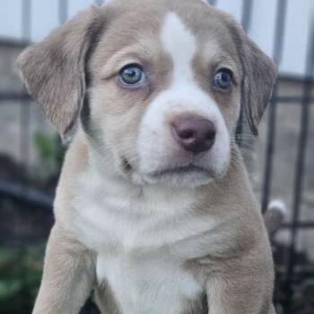 Honey -  Boxer Dog for Adoption in Ramsey, Indiana - Honey | PetCurious