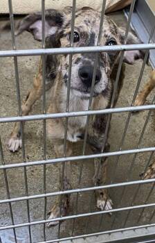 Catahoula Leopard Dog Dogs Available for Adoption in Newport, Kentucky - Kevin | PetCurious