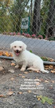 Rescue Bichon Frise Dogs for Adoption in Pottsville, Pennsylvania - Spider | PetCurious