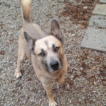 Mixed Breed Dogs Available for Adoption - Moose | PetCurious