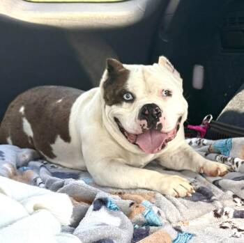 Tilly -  American Bulldog Dog for Adoption in Rockville, Maryland - Tilly | PetCurious