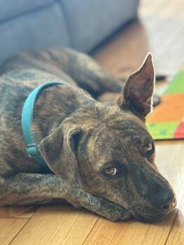 Rescue Mixed Breed Dogs for Adoption in Manhattan Beach, California - Leo | PetCurious