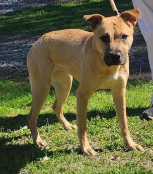 Pit Bull Terrier Dogs Available for Adoption - 260134  Marcy | PetCurious