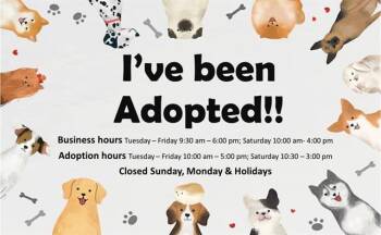 Rescue Poodle Dogs for Adoption in Moreno Valley, California - A546694 | PetCurious