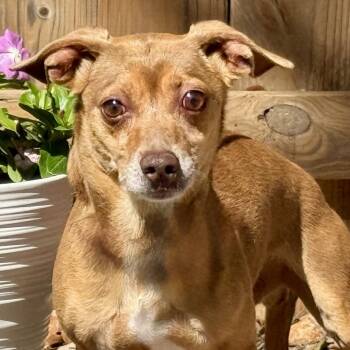 Justin -  Chihuahua Dog for Adoption in Hondo, Texas - Justin | PetCurious